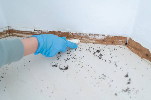 Best Best Pest Control Companies  in Orting, WA